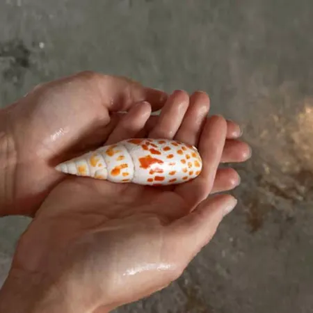 Park Kursaal מלון מיסאנו אדריאטיקו